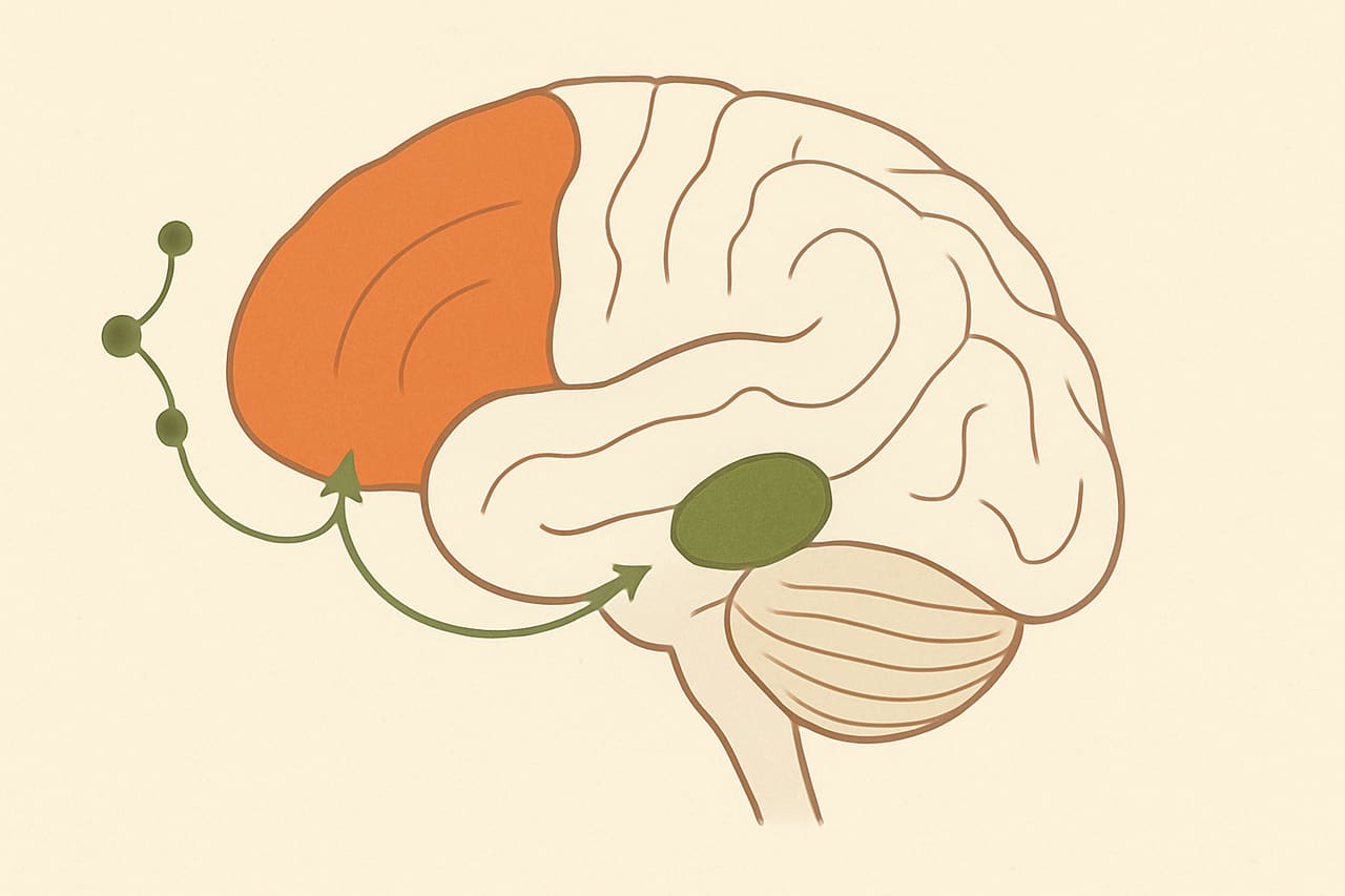 Use It or Lose It: How the Brain Sculpts Itself